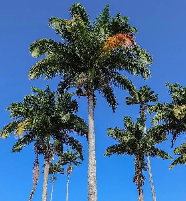 Royal Palm Tree (Roystonea oleracea).