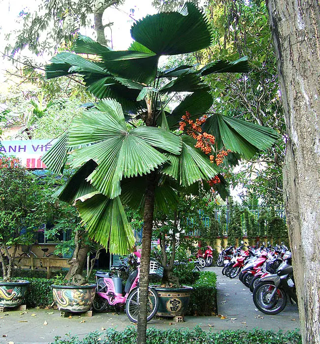 Ruffled Fan Palm Tree (Licuala grandis)