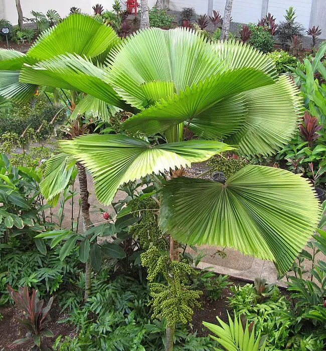 Ruffled Fan Palm Tree (Licuala grandis)