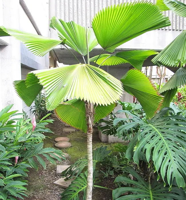 Ruffled Fan Palm Tree (Licuala grandis)