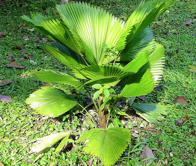 Ruffled Fan Palm Tree (Licuala grandis)