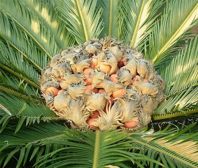 Sago Palm Tree (Cycas revoluta).