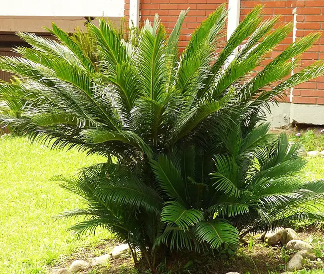 Sago Palm Tree (Cycas revoluta).