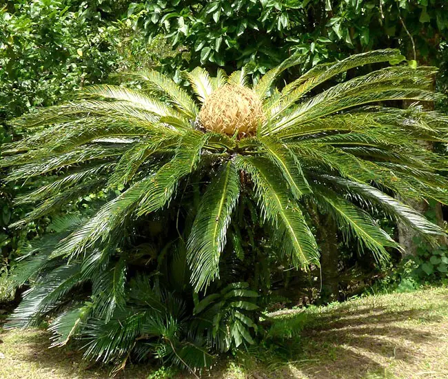 Sago Palm Tree (Cycas revoluta).