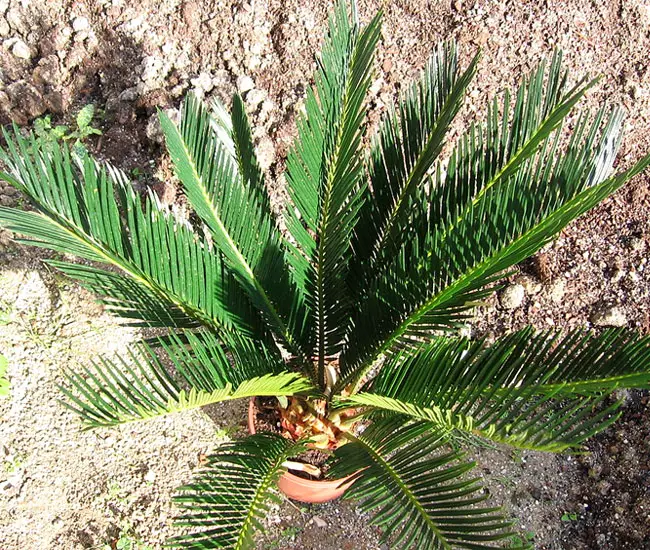 Sago Palm Tree (Cycas revoluta).