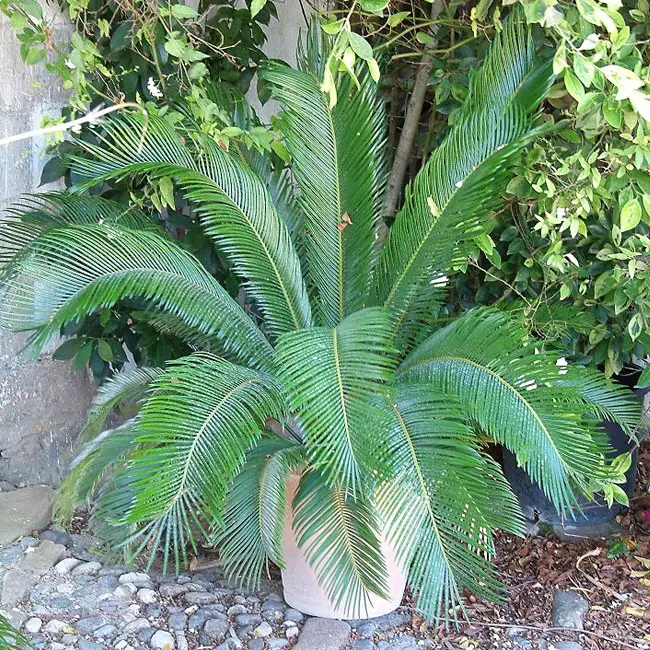 Sago Palm Tree (Cycas revoluta).