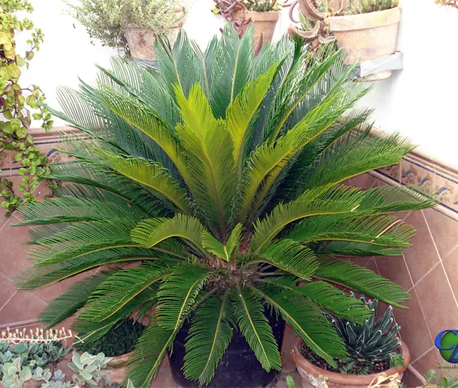 Sago Palm Tree (Cycas revoluta).