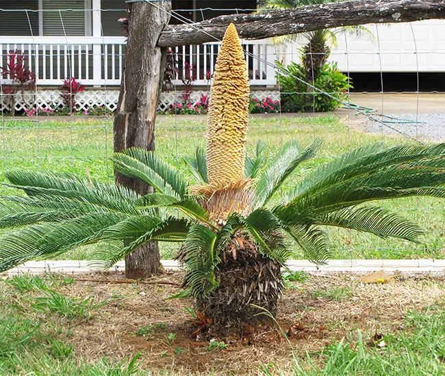 Sago Palm Tree (Cycas revoluta).