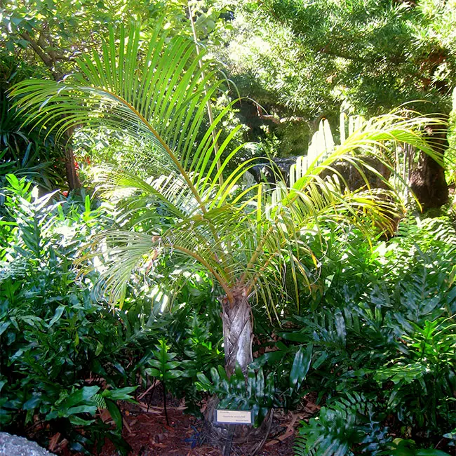 Spindle Palm Tree (Hyophorbe verschaffeltii)