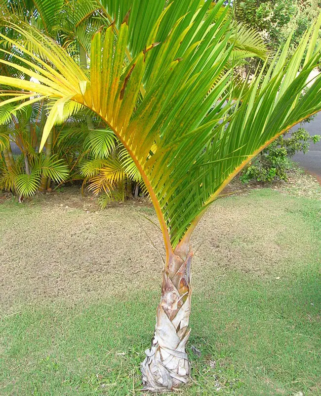 Spindle Palm Tree (Hyophorbe verschaffeltii)