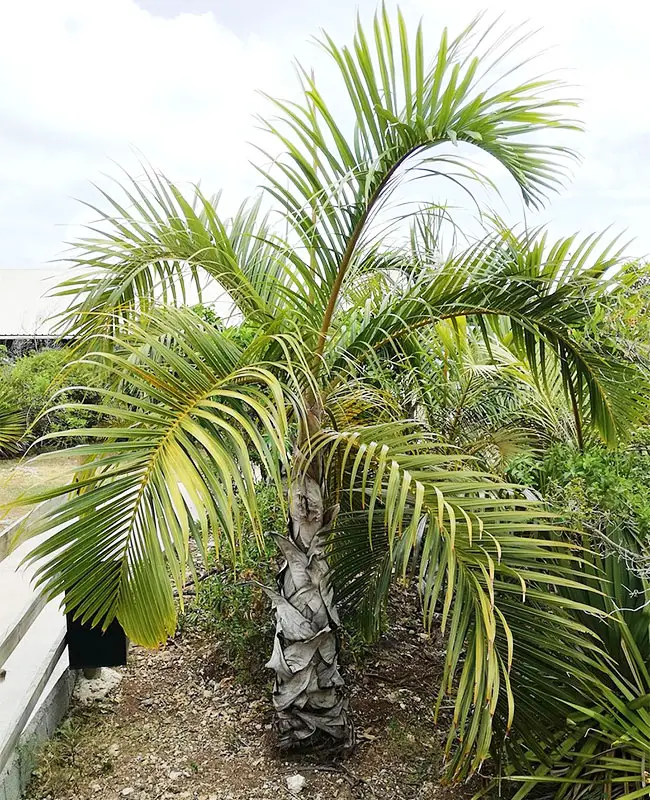 Spindle Palm Tree (Hyophorbe verschaffeltii)