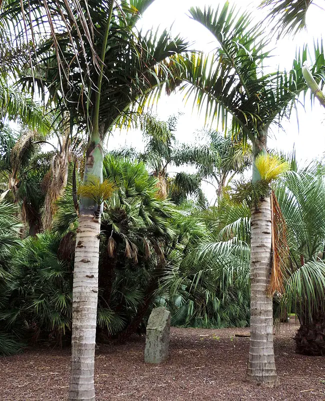 Spindle Palm Tree (Hyophorbe verschaffeltii)