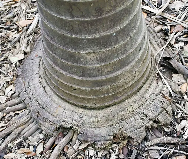 Spindle Palm Tree (Hyophorbe verschaffeltii).