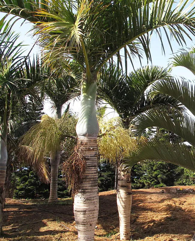 Spindle Palm Tree (Hyophorbe verschaffeltii).