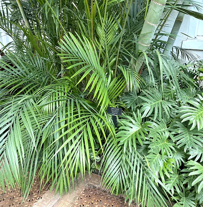 Areca Palm (Chrysalidocarpus lutescens or Dypsis lutescens).