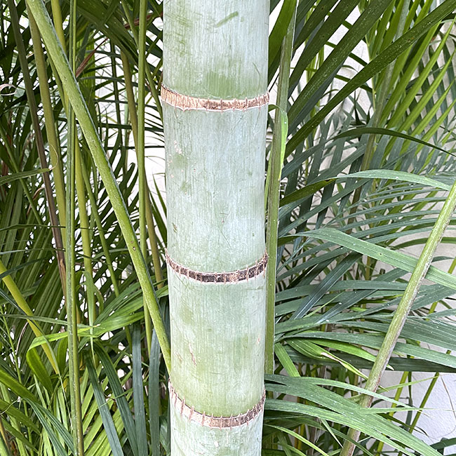 Areca Palm (Chrysalidocarpus lutescens or Dypsis lutescens).