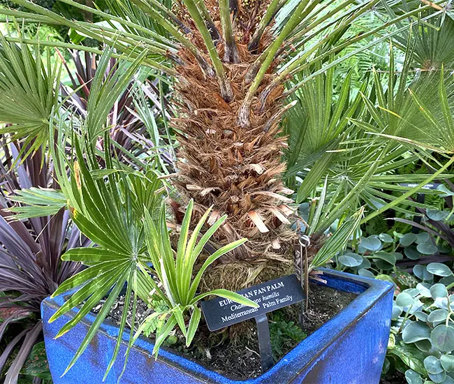 European Fan Palm (Chamaerops humilis).