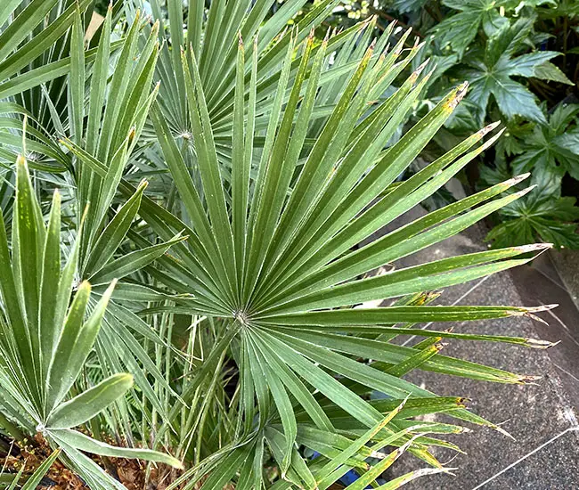 European Fan Palm (Chamaerops humilis).