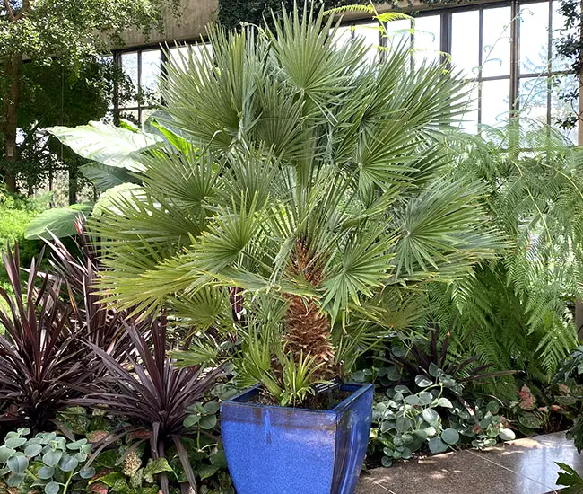 European Fan Palm (Chamaerops humilis) in a container.