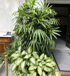 How to Grow the Lady Palm Tree (Rhapis excelsa)