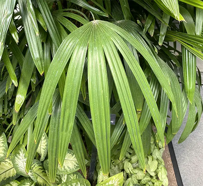 Lady Palm Tree (Rhapis excelsa).