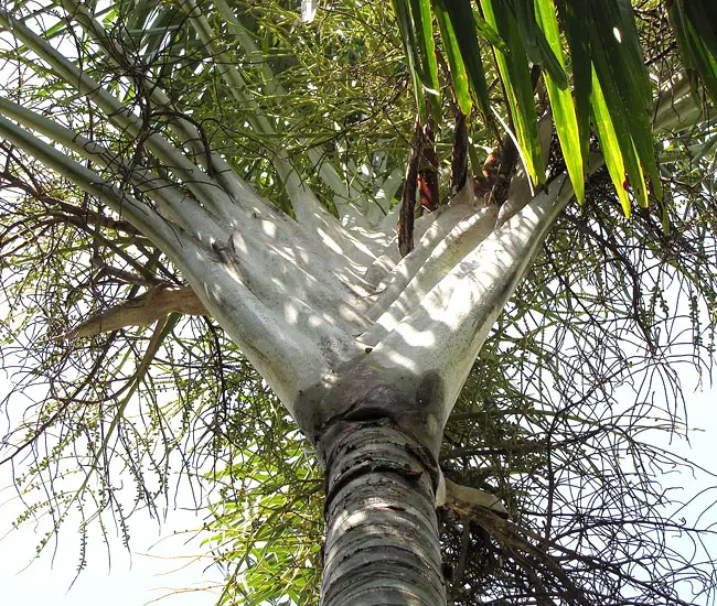 Triangle Palm Tree (Dypsis decaryi)