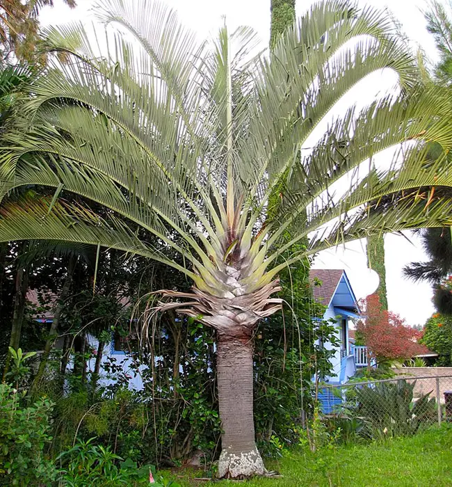 Triangle Palm Tree (Dypsis decaryi)