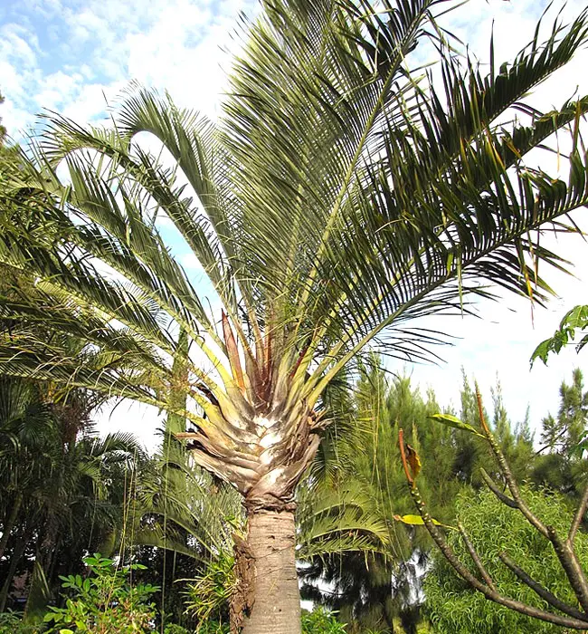 Triangle Palm Tree (Dypsis decaryi)