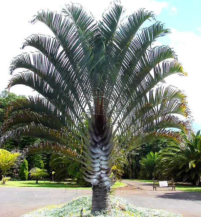 Triangle Palm Tree (Dypsis decaryi)