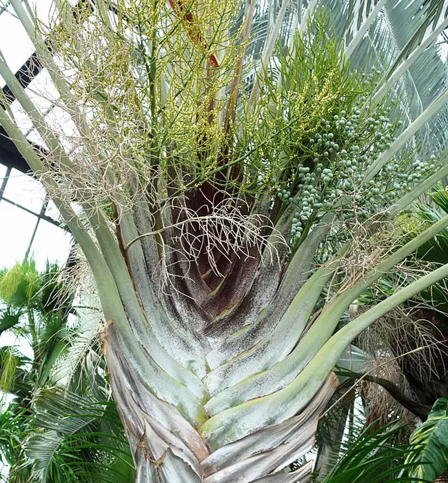 Triangle Palm Tree (Dypsis decaryi)