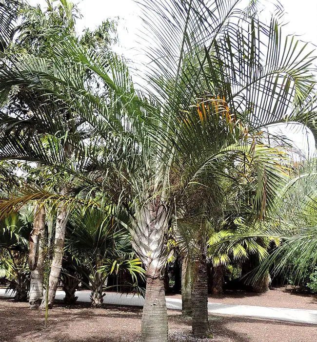 Triangle Palm Tree (Dypsis decaryi)