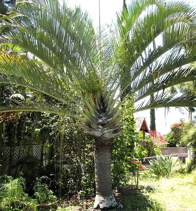 Triangle Palm Tree (Dypsis decaryi)