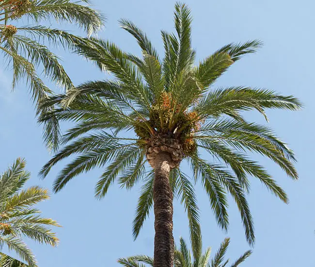 True Date Palm Tree (Phoenix dactylifera)