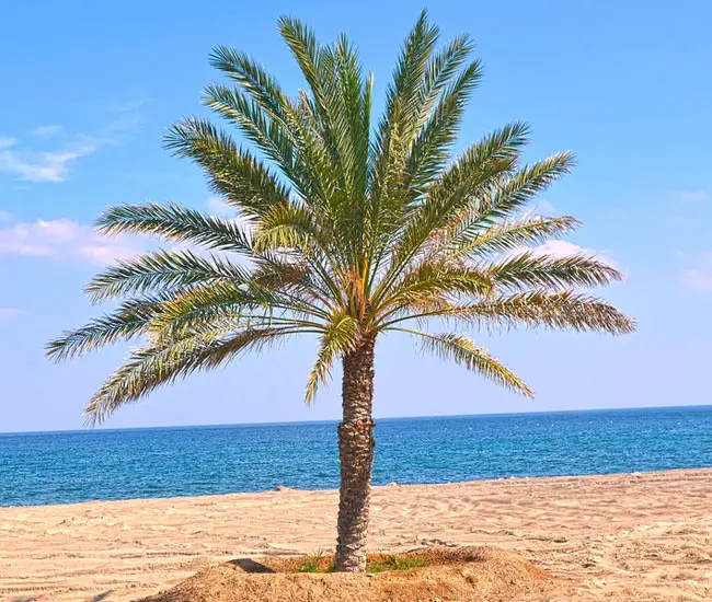 True Date Palm Tree (Phoenix dactylifera)