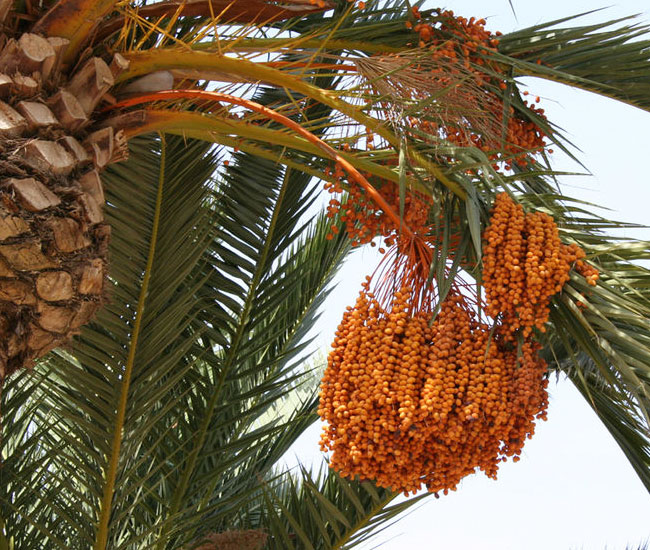 True Date Palm Tree (Phoenix dactylifera) fruits