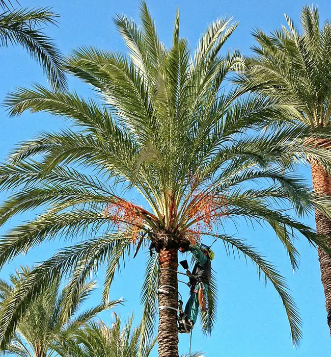 True Date Palm Tree (Phoenix dactylifera)