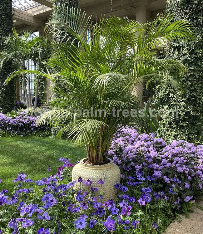 Areca Palm (Chrysalidocarpus lutescens or Dypsis lutescens).