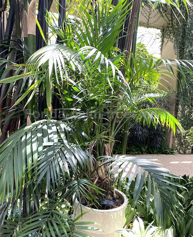 catpalmtreechamaedoreacataractarum650×8001 Florida Palm Trees