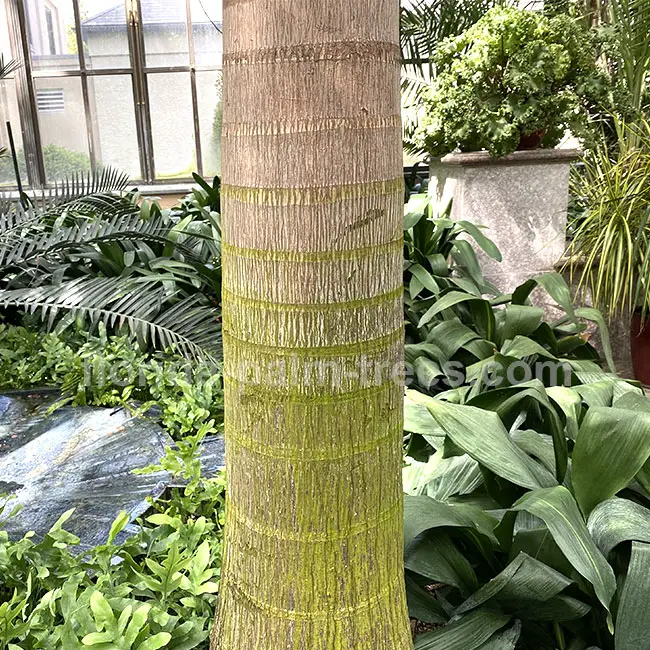 Foxtail Palm (Wodyetia bifurcata).