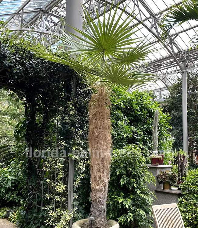 Old Man Palm Tree (Coccothrinax crinita).