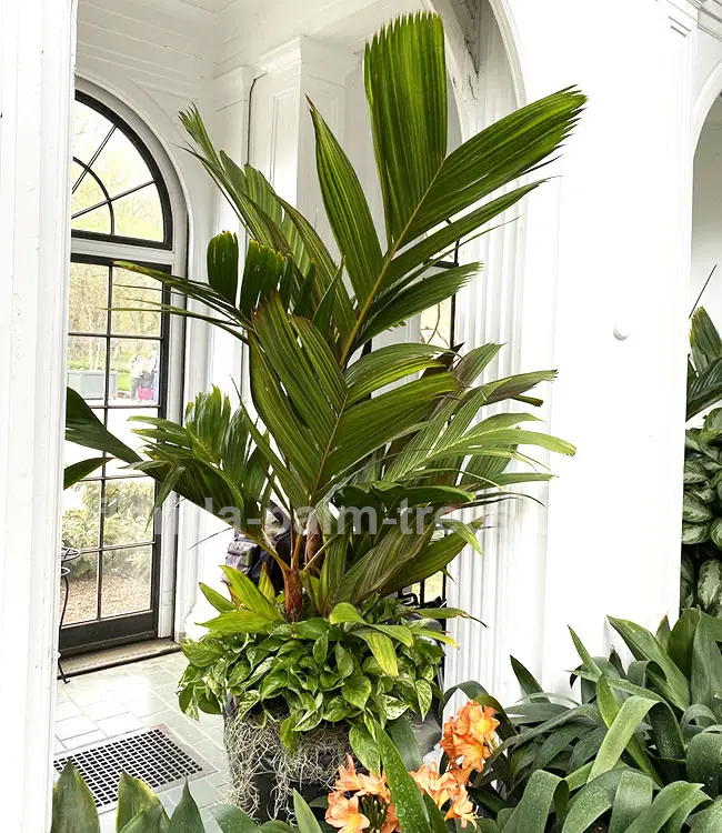 Orange Crownshaft Palm Tree (Areca vestiaria).