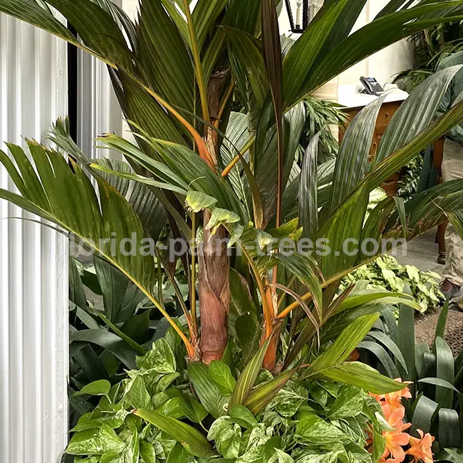 Orange Crownshaft Palm Tree (Areca vestiaria).