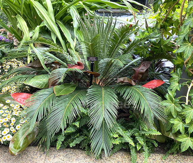 Sago Palm Tree (Cycas revoluta).
