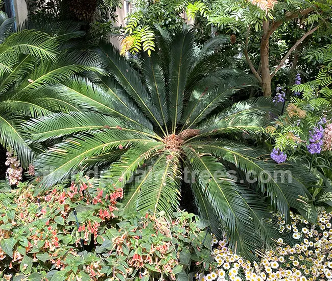 Sago Palm Tree (Cycas revoluta).