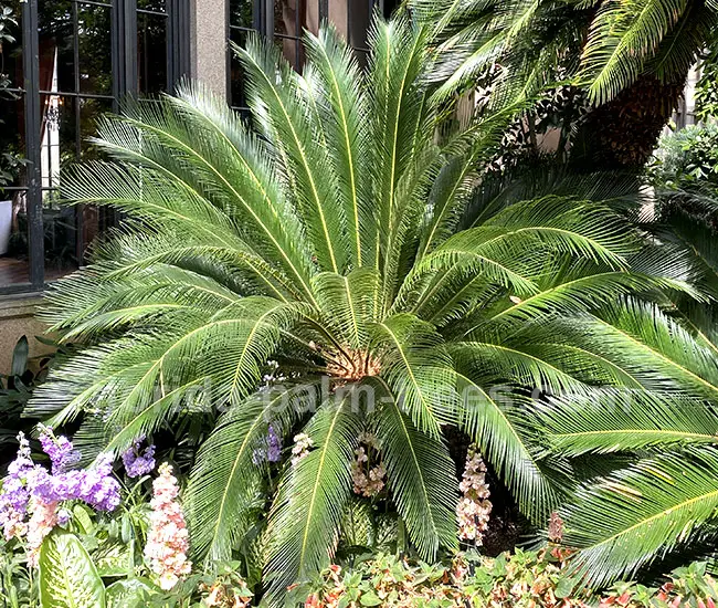 Sago Palm Tree (Cycas revoluta).