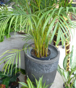 Best Soil Mix For Your Palm Trees – Indoor and Outdoor