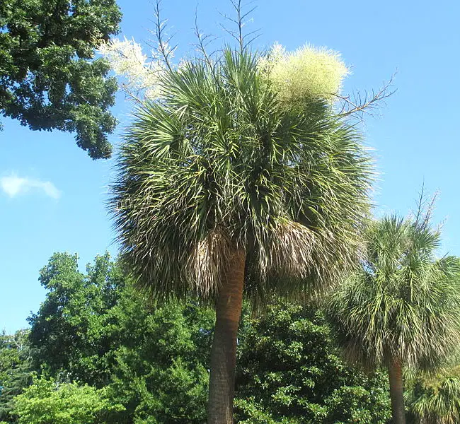 Cabbage Palm (Sabal palmetto) growing near the South Carolina state capitol in Columbia.