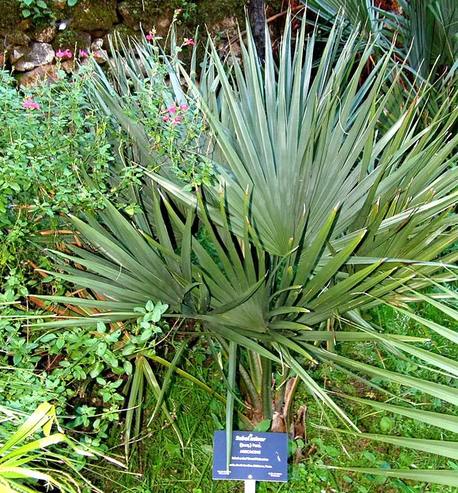  Dwarf Palmetto Palm (Sabal minor).