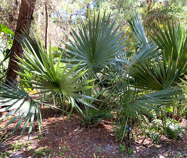 15 Dwarf Palmetto Palm Seeds – Sabal Minor – Cold Hardy Native Tree Seeds