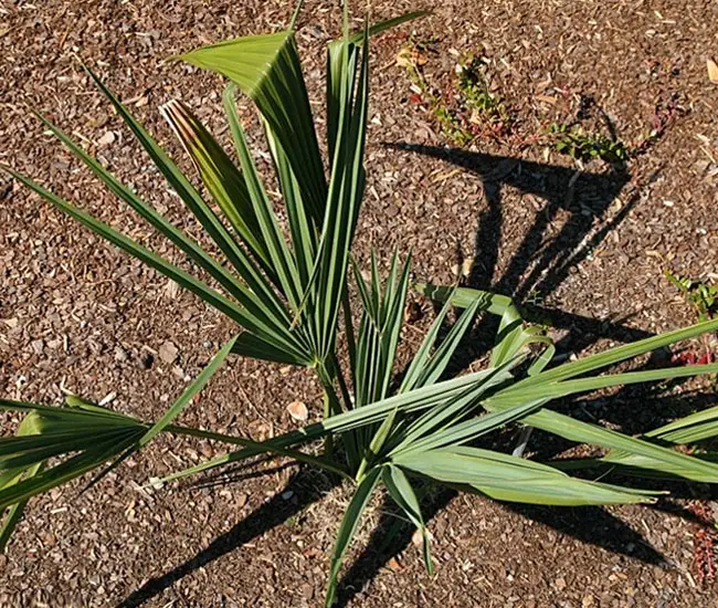 How To Grow and Care For Dwarf Palmetto Palm Tree